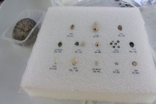 Descobreixen un petit taller de joies del neolític al jaciment de la Draga de Banyoles