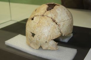 Confirmen que el crani de Serinyà és la resta d''Homo sapiens' més antiga de Catalunya