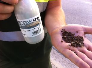 Palafrugell allibera més de 10.000 insectes depredadors per controlar les plagues
