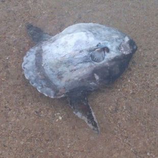 Troben un peix lluna mort a Platja d'Aro