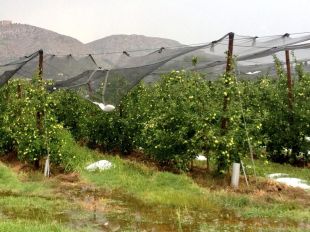 La pedregada ha afectat greument els conreus del Baix Ter
