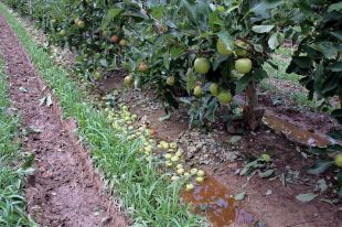 8 milions en pèrdues per la predregada del 19 de juliol