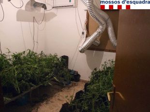 Quatre detinguts per cultivar marihuana dins de casa