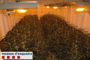 Detingut un home amb 3.791 plantes de marihuana en contenidors soterrats