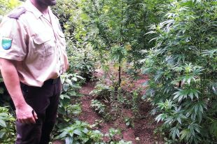 Troben una plantació amb més de 500 plantes de marihuana en un bosc de Foixà