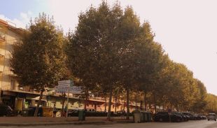 Blanes farà un tractament als arbres per exterminar la plaga de pugó
