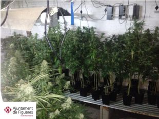 Detingut un home a Figueres per cultivar 700 plantes de marihuana en un pis