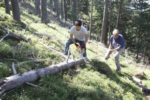 Els veïns de Ribes de Freser ja paguen per agafar llenya del bosc
