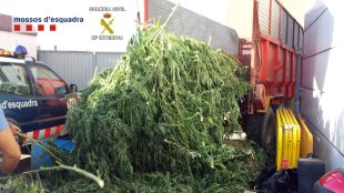 Detingudes quatre persones per cultivar plantacions de marihuana a Masarac