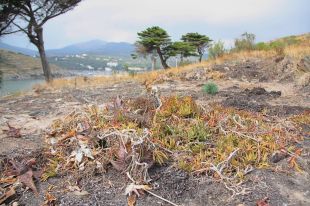 Portlligat es desfà de 400 tones d'una planta tòxica