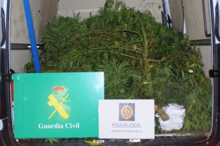 Dos detinguts a Caldes de Malavella per tenir 185 plantes de marihuana