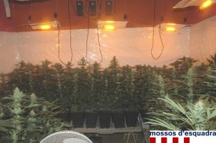 Enxampen un jove que cultivava unes 400 plantes de marihuana a Vilafant