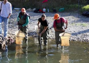 Un nou programa conservarà la fauna aquàtica dels rius gironins