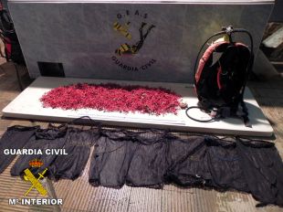 Dos imputats per extraure 12,5 quilos de corall vermell a Cadaqués sense llicència