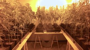 Comissades 401 plantes de marihuana en una casa de Figueres