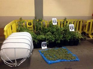 Un lladre de marihuana ajuda a la policia de Girona a localitzar una plantació