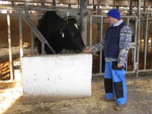 El toro gironí Bikila, entre els deu millors sementals de tot Espanya