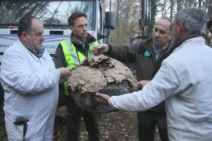Els Agents Rurals retiren el niu de vespa asiàtica de la Garrotxa de tres quilos de pes