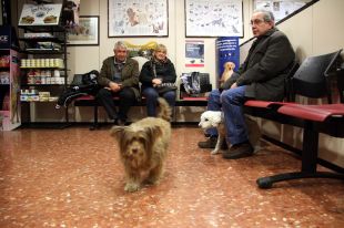 Cau un 9,2% el nivell d'ingressos de les clíniques veterinàries respecte 2012