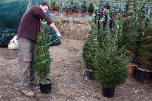 La meitat dels avets de Nadal que es cultiven a la zona del Montseny-Guilleries s'exporten