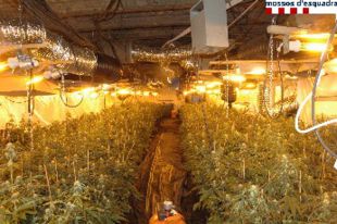 Dos detinguts per cultivar 1.617 plantes de marihuana en una granja de Capmany