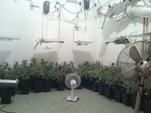 Comissen més de 300 plantes de marihuana en un pis de Figueres
