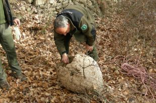 Crítiques per la gestió de la vespa asiàtica a la Garrotxa