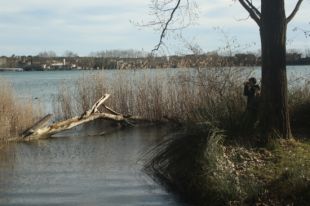 Es calcula que a l'estany de Banyoles hi habiten dues o tres parelles de llúdrigues