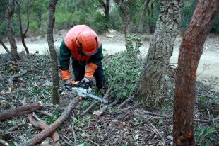Desbrossen una franja al cor de les Gavarres per tal de frenar futurs incendis