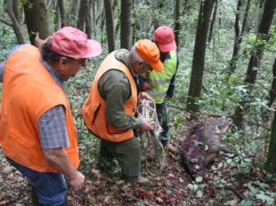 La població de senglars creix més d'un 40% en un any
