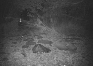 Detecten la presència d'una parella de llúdrigues que habiten al riu Daró