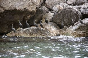 Els temporals de l'hivern redueixen el nombre de corbs marins que fan niu a la Costa Brava
