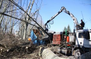 Olot busca fer biomassa amb la poda dels arbres