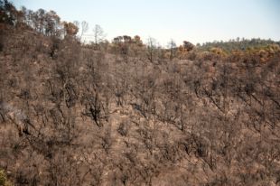 El Consorci de les Gavarres insta els privats a netejar el bosc per evitar nous incendis