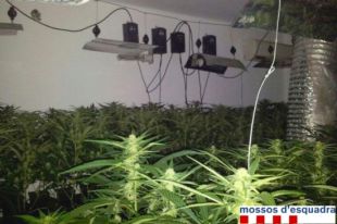 Desmantellada una plantació de marihuana en una casa del Culubret de Figueres