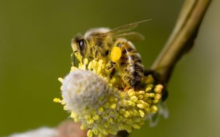 El canvi climàtic podria fer augmentar els nivells pol·len a l'aire de Catalunya