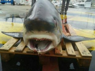 Pesquen un tauró guineu de 4,5 metres de llarg al cap de Creus