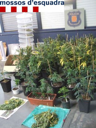 Detinguda una parella de Maià de Montcal que tenia 116 plantes de marihuana a casa