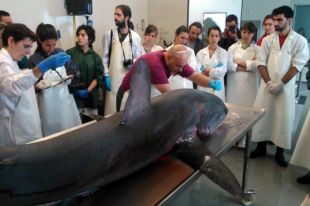 El tauró guineu va morir atrapat a la xarxa d'un pescador