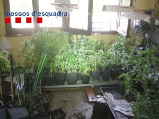 Desnonen un pis a Girona amb mig miler de plantes de marihuana a l'interior
