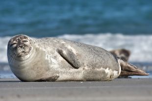 Observen un exemplar de foca a Cadaqués