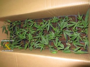 Detenen dues joves franceses a La Jonquera amb 842 esqueixos de marihuana al cotxe