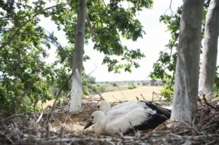 Peralada bat el rècord d'acollida de cigonyes blanques amb 32 parelles