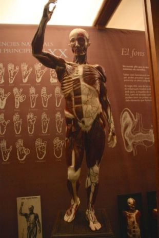 El Museu Darder de Banyoles retorna l'esplendor a l'home anatòmic