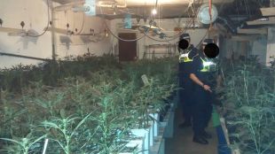 Comissen de 681 plantes de marihuana en dos barris de Figueres