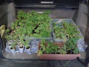 Comissen 114 plantes de marihuana a una conductora a Palafrugell