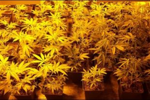 Desmantellat un cultiu amb 529 plantes de marihuana a Rabós d'Empordà