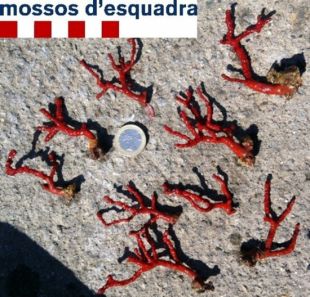 Decomissen a Palamós prop de 2.500 grams de corall vermell massa petit