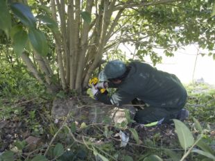 Eliminen plantes invasores que creixen als voltants de l'estany de Banyoles