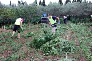 Localitzen 7.000 plantes de marihuana en una finca d'Hostalets de Llers